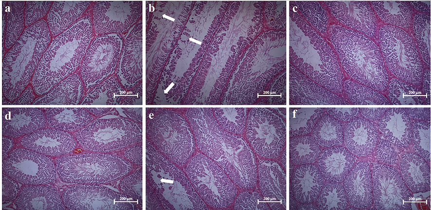 Figure 1. Histopathological results a. Group 1 (Control), b. Group 2 (6-MP), c. Group 3 (6-MP+ALA), d. Group 4 (Control), e. Group 5 (6-MP), f. Group 6 (6-MP+ALA). Scale bar=200 μm. Arrows show the degenerated seminiferous tubule epithelium in groups 2 and 5 Magnification ratio is 20X