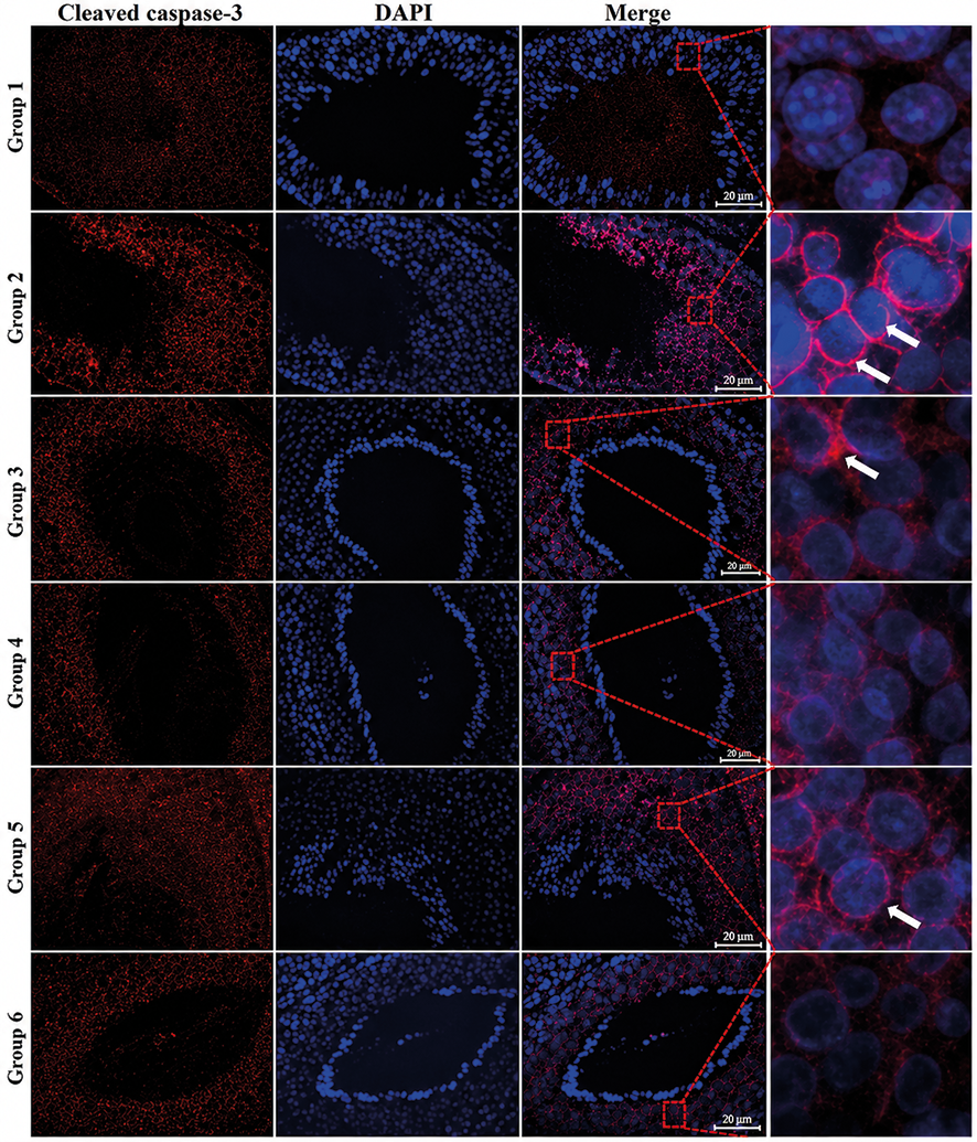 Figure 3. Apoptotic index Immunofluorescence staining of cleaved caspase-3. Cleaved caspase-3 (red) with the nuclei counterstained by DAPI (blue). Scale bar=200 μm. Magnification ratio is 40X