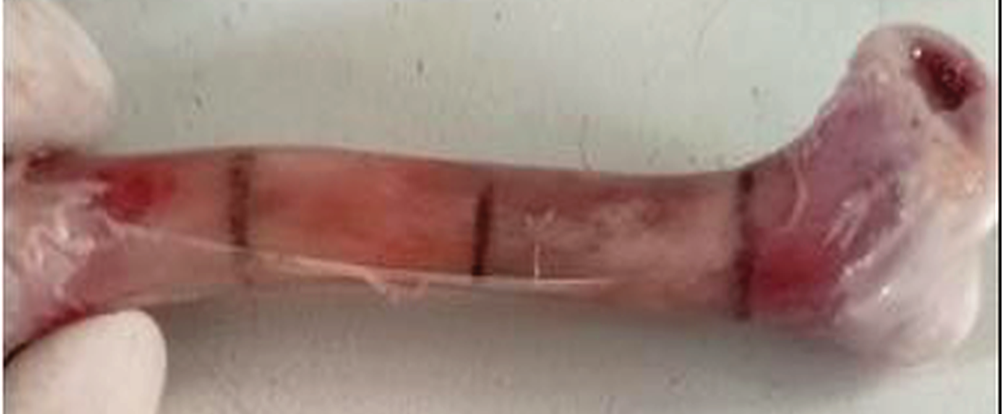 Figure 1. After the measurement, the midpoint was marked as the place where the force would be applied.